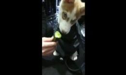 吃黄瓜视频爆料,揭秘网红美食背后的真相